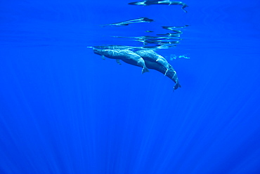 Short finned pilot whale (globicephala macrocephalus) Three pilot whales at the surface with a swimmer passing in the background. Canary Islands