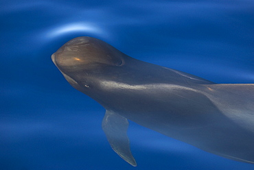 Short finned pilot whale (globicephala macrocephalus) A pilot whale head and eye in a calm sea. Canary Islands