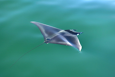 Mobula rays (Mobula japonica) A mobula ray seen from above in green water.  Gulf of California.