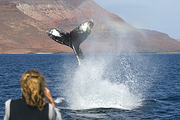 Humpback whale (megaptera novaeangliae) A lobtailing humpback. Gulf of California.