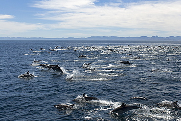 Common dolphins (delphinus delphis. A large group of commin dolphins.  Gulf of California.