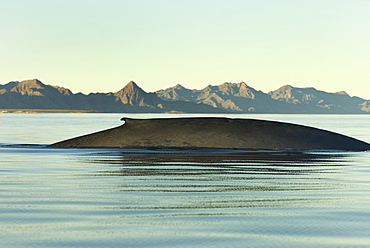 Blue whale (balaenoptera musculus) A blue whale in front of isla Carmen. Gulf of California.