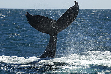 Humpback whale (megaptera novaeangliae) A lobtailing humpback whale. Gulf of California.