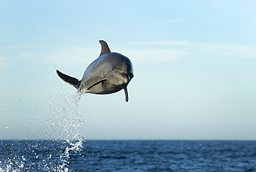 Bottlenose dolphin (tursiops truncatus )High flying bttlenose dolphin. Gulf of California.