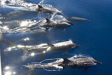 Atlantic spotted dolphin (stenella frontalis)  . A group of bow-riding spotted dolhins glitter in the sunlight. Eastern Caribbean