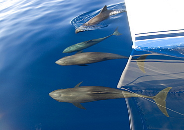 Melon headed whales (Electra dolphin)  . Bow riding melon headed whales in a calm sea. Eastern Caribbean