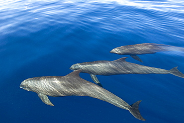 Melon headed whales (Electra dolphin).  A trio of melon headed whales in silky seas. Eastern Caribbean