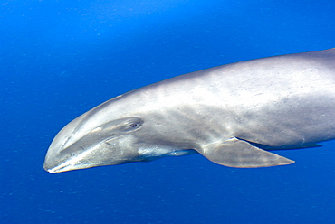 Melon headed whales (Electra dolphin)  . A good view of the colouring and fins of a melon heade whale. Eastern Caribbean