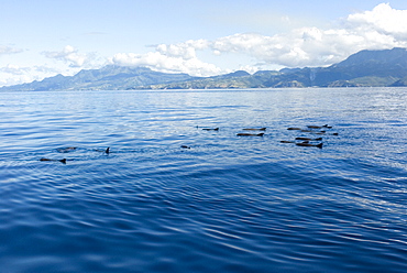 Melon headed whales (Electra dolphin)  . A group of melon headed whales logging at the surface. Eastern Caribbean