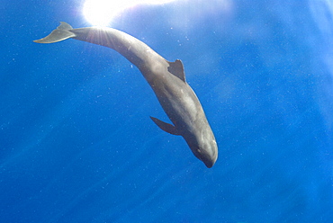 Melon headed whales (Electra dolphin)  .  A melon headed whale begins a dive away from the sunlight. Eastern Caribbean