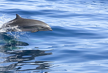 Fraser's dolphin (lagenodelphis hosei). An older Fraser's dolphin showiing the dark stripe of mature animals. Eastern Caribbean