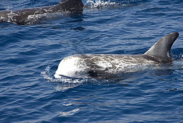 Risso's dolphin (grampus griseus). A typically scarred Risso's dolphin. Mediterranean Sea