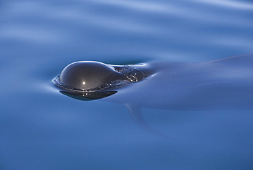 Short finned pilot whale (Globicephala macrorynchus).  The head of a pilot whale in very calm seas. Gulf of California.