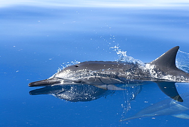 Spinner dolphins(stenella longirostris). A view of the typically dark tipped beak of a spinner dolphin. Eastern Caribbean