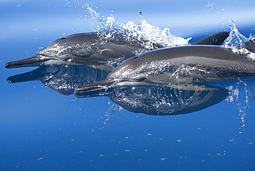 Spinner dolphins(stenella longirostris)  . Two spinner dolphins showing the dark beak and eye markings. Eastern Caribbean