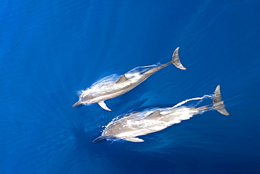 Spinner dolphins(stenella longirostris). Two spinner dolphins racing to the bow of a sailing vessel. Eastern Caribbean