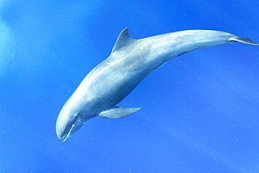 Melon headed whales (Electra dolphin)  . A melon headed whale. Eastern Caribbean