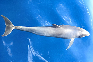 Melon headed whales (Electra dolphin)  . A melon headed whale and cloud reflections. Eastern Caribbean