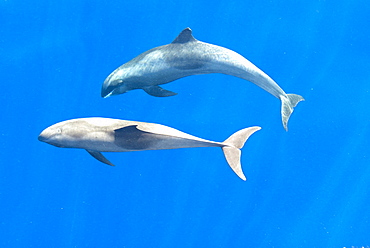 Melon headed whales (Electra dolphin)  . Two melon headed whales socialising. Eastern Caribbean