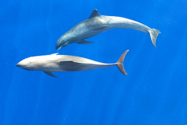 Melon headed whales (Electra dolphin)  . Two melon headed whales socialising. Eastern Caribbean