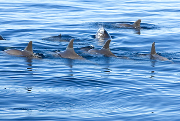 Melon headed whales (Electra dolphin)  . The typical view of several melon headed whale's fins. Eastern Caribbean