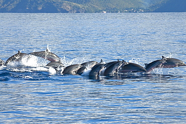 Fraser's dolphin (Lagenodelphis hosei)   A typical tightly bunched group of Fraser's dolphins. Eastern Caribbean