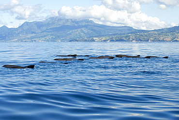 Melon headed whales (Electra dolphin)  . A Very typical view of melon headed whales logging. Eastern Caribbean