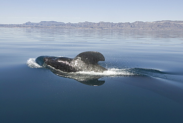 Short finned pilot whale (Globicephala macrorynchus). A male pilot whale surfaces close to a tourist boat. Gulf of California.