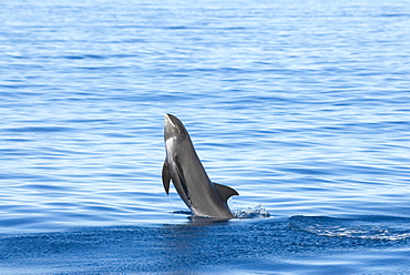 Melon headed whales (Electra dolphin)  .  A melon headed whale half breaching. Eastern Caribbean