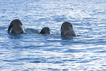 Sperm whale (physeter macrocephalus)  . Three sperm whales spyhopping. Eastern Caribbean