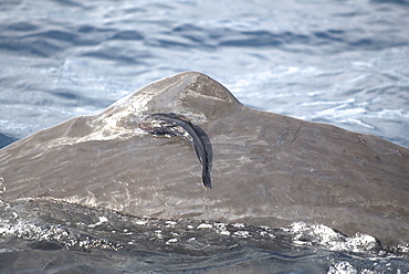 Sperm whale (physeter macrocephalus)  . A close up view of remora on a sperm whale.  Eastern Caribbean