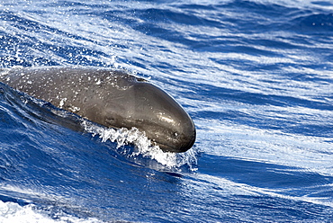 False killer whale (pseudorca crasidens)  . A false killer whale surges powerfully down the face a wave. The eye is shut and there is a small scar on the tip of the snout. Eastern Caribbean