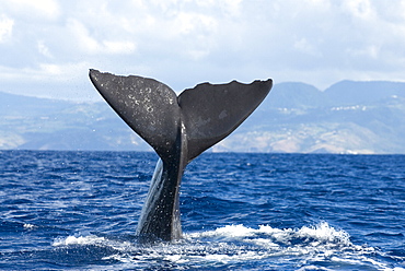 Sperm whale (physeter macrocephalus)  . A sperm whale tail. Eastern Caribbean