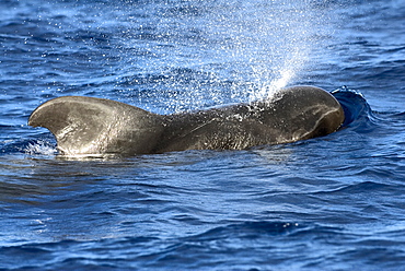 Short finned pilot whale (globicephala macrorhynchus).The typically deep fin and blunt head of a pilot whale. Eastern Caribbean