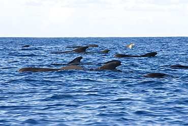 Short finned pilot whale (globicephala macrorhynchus). The typical view of a group of resting pilot whales. Eastern Caribbean