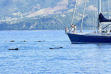 Short finned pilot whale (globicephala macrorhynchus). A passing yacht stops to watch a group of pilot whales. Eastern Caribbean