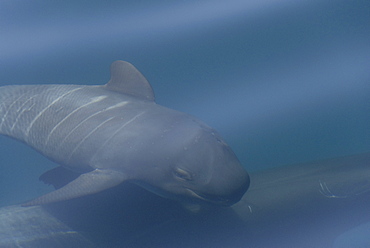 Short finned pilot whale (Globicephala macrorynchus). A very young pilot whale showing clealry the foetal folds. Gulf of California.