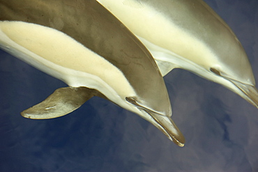 Heads of two common dolphin (Delphinus delphis), Azores, Portugal, Atlantic, Europe