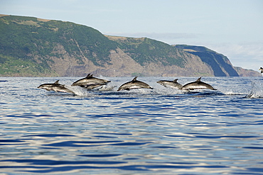 Spotted dolphins (Stenella frontalis) at high speed, Azores, Portugal, Atlantic, Europe