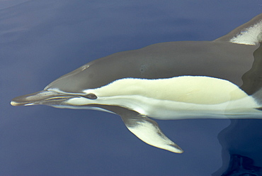 Close-up of head of a common dolphin (Delphinus delphis), Azores, Portugal, Atlantic, Europe