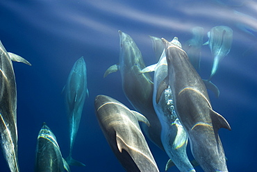 Bottlenose dolphin (Tursiops truncatus) bowriding dolphins illuminated by the sun, Azores, Portugal, Atlantic, Europe