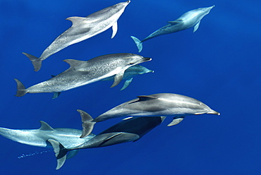 Spotted dolphin (Stenella frontalis) bowriding, Azores, Portugal, Atlantic, Europe