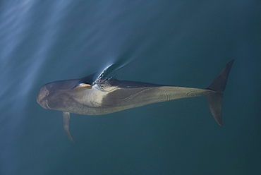 Short finned pilot whale (Globicephala macrorynchus). A passing pilot whale in silky water. Gulf of California.