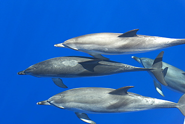 Spotted dolphin (Stenella frontalis) in calm seas, Azores, Portugal, Atlantic, Europe