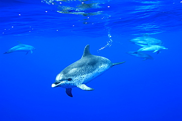 Spotted dolphin (Stenella frontalis) underwater, Azores, Portugal, Atlantic, Europe