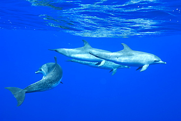 Spotted dolphin (Stenella frontalis) underwater, Azores, Portugal, Atlantic, Europe