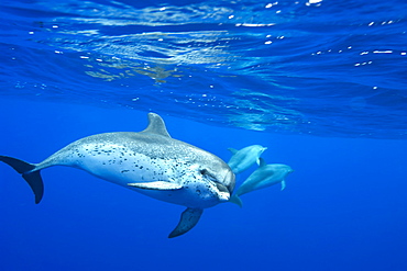 Spotted dolphin (Stenella frontalis) underwater, Azores, Portugal, Atlantic, Europe