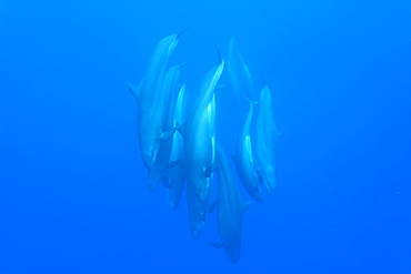 False killer whales (Pseudorca crassidens) tightly bunched group diving vertically, Azores, Portugal, Atlantic, Europe