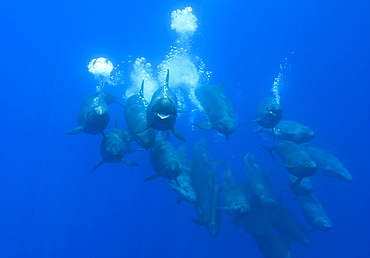 False killer whales (Pseudorca crassidens) tightly bunched  group streaming bubbles, Azores, Portugal, Europe