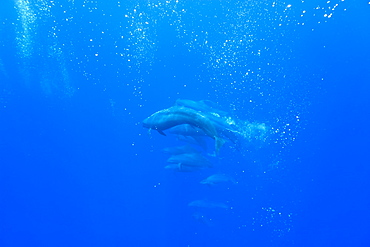 False killer whales (Pseudorca crassidens) tightly bunched in a sea full of bubbles that they have created, Azores, Portugal, Atlantic, Europe